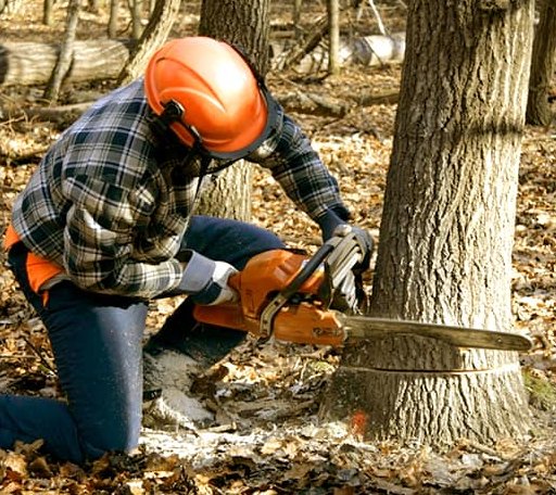 Tree Removal in Gazelle, CA